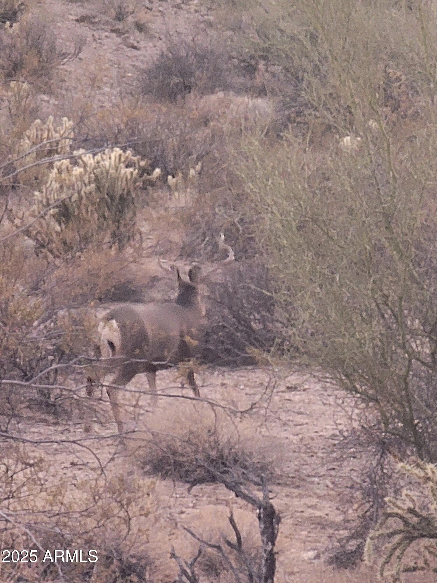 1111 West Pipeline Ranch Road Congress, AZ 85332 - Photo 18 of 48 a view of a dry yard