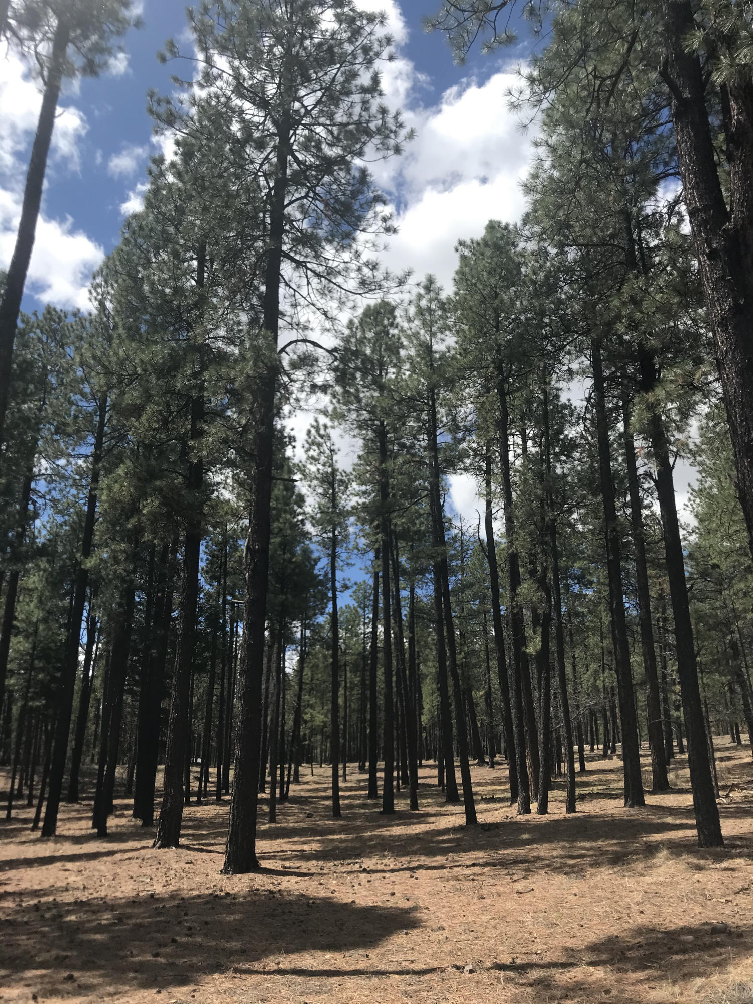 N2325 County Road Alpine, AZ 85920 - Photo 1 of 5