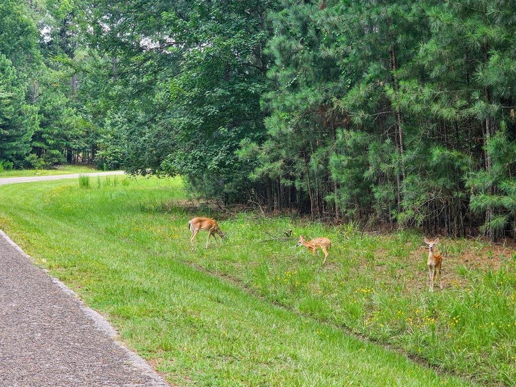 8301 Trophy Pointe Larue, TX 75770 - Photo 12 of 19 a backyard of a house with lots of green space and deers