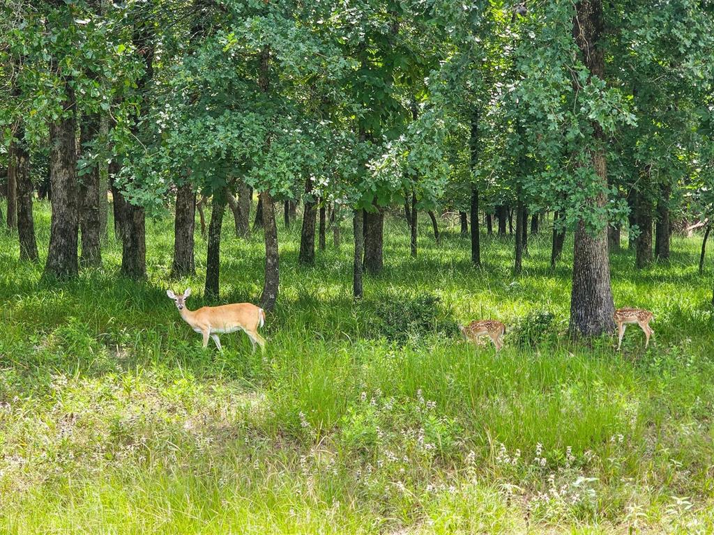 8301 Trophy Pointe Larue, TX 75770 - Photo 13 of 19 a backyard of a house with lots of green space