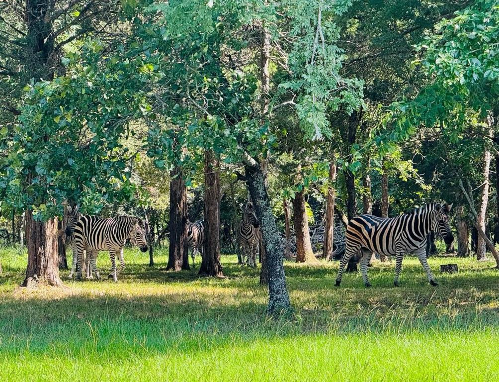 8301 Trophy Pointe Larue, TX 75770 - Photo 14 of 19 a front view of a house with a yard
