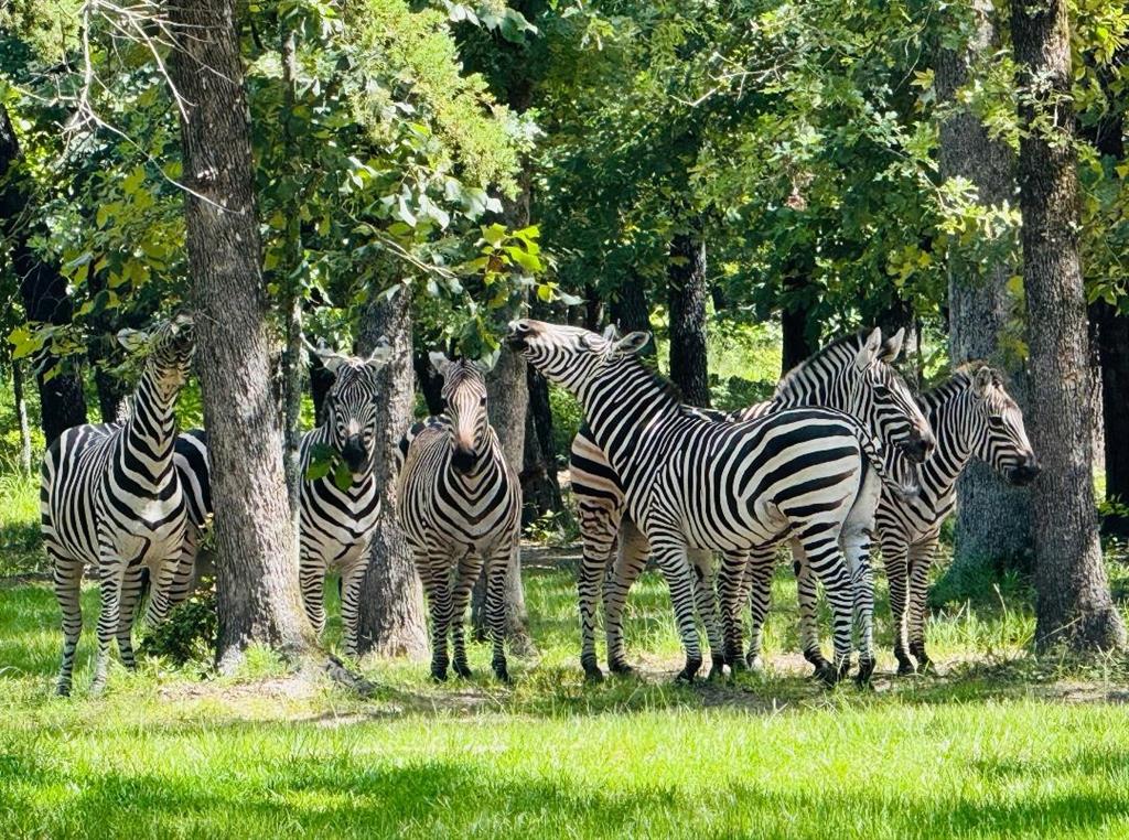 8301 Trophy Pointe Larue, TX 75770 - Photo 15 of 19