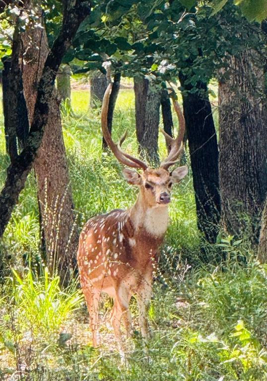 8301 Trophy Pointe Larue, TX 75770 - Photo 16 of 19 a view of swimming pool