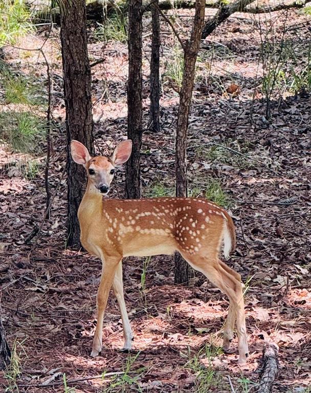 8301 Trophy Pointe Larue, TX 75770 - Photo 17 of 19 a view of a backyard with chairs and table