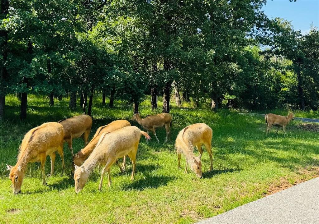 8301 Trophy Pointe Larue, TX 75770 - Photo 19 of 19 a view of a two chairs in a yard