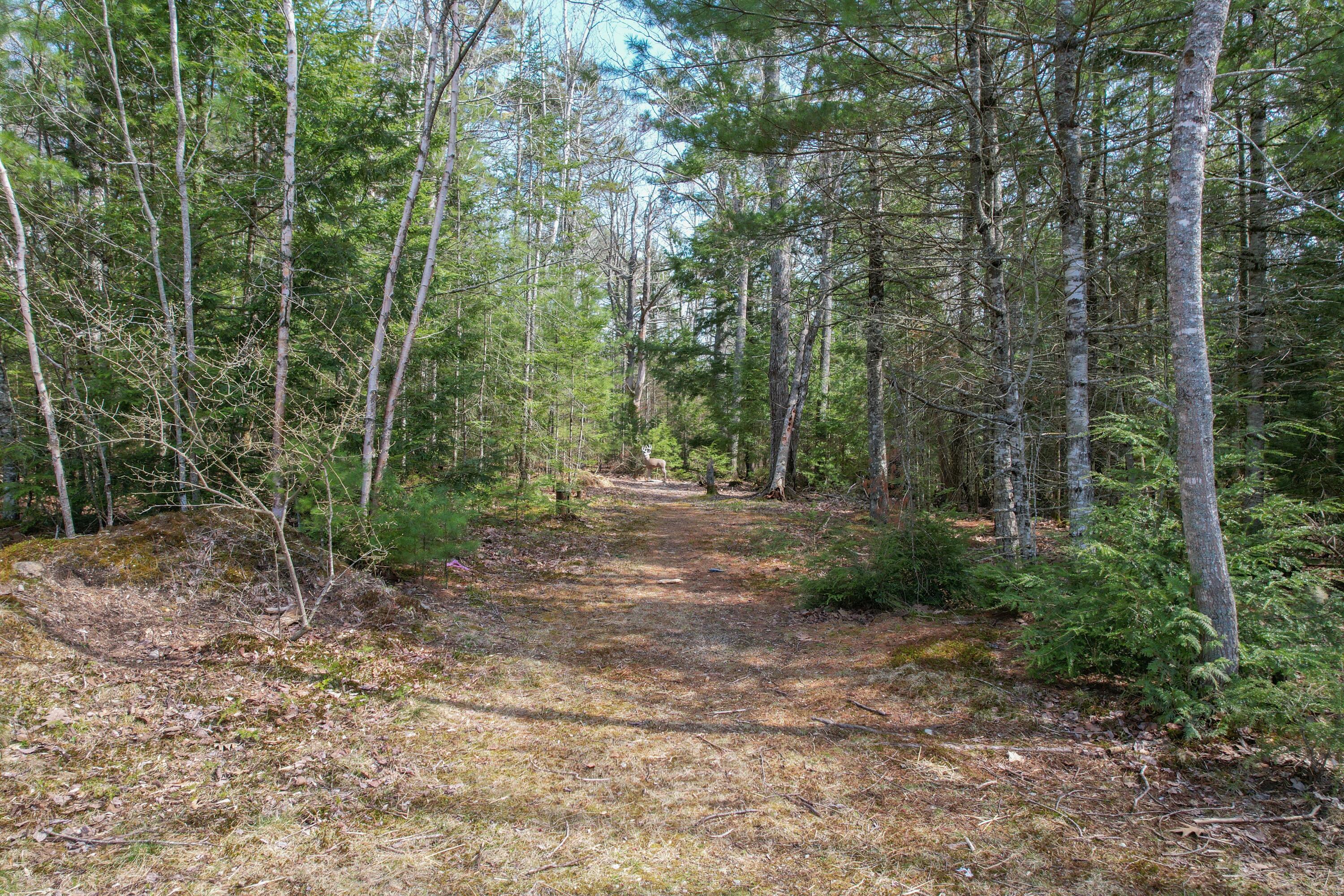18 Deer Ridge Lane Surry, ME 04684 - Photo 46 of 50 DJI_0656