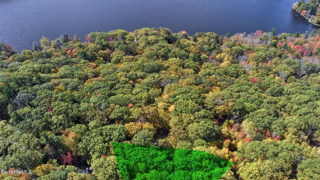 a view of a forest with trees in the background