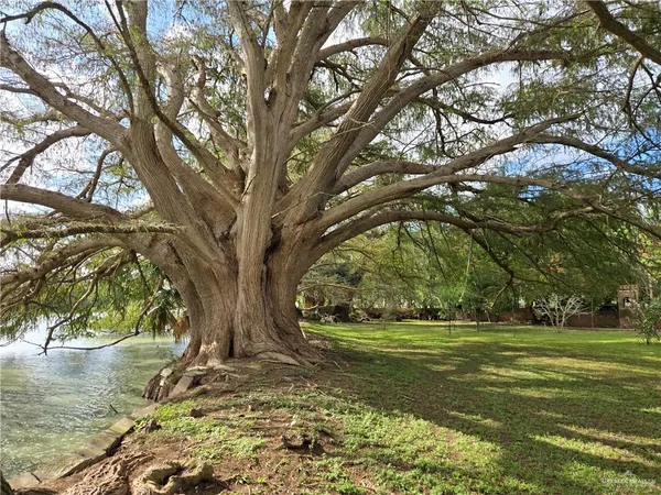 a view of yard with trees