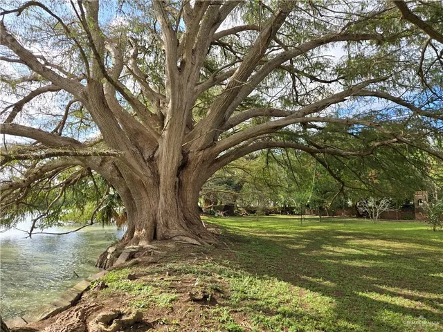 a view of yard with trees