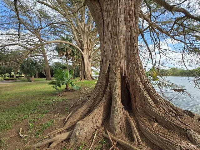 a view of a yard with large trees