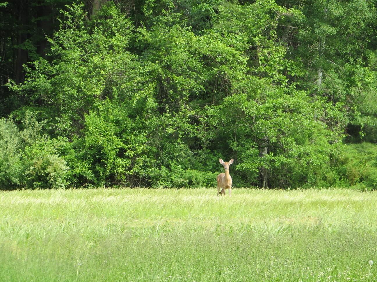 4670 Rescue Road Owendale, MI 48754 - Photo 54 of 97 IMG_6410