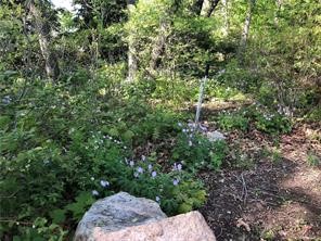 101 Ashaway Road Westerly, RI 02891 - Photo 2 of 4 Lot is wooded