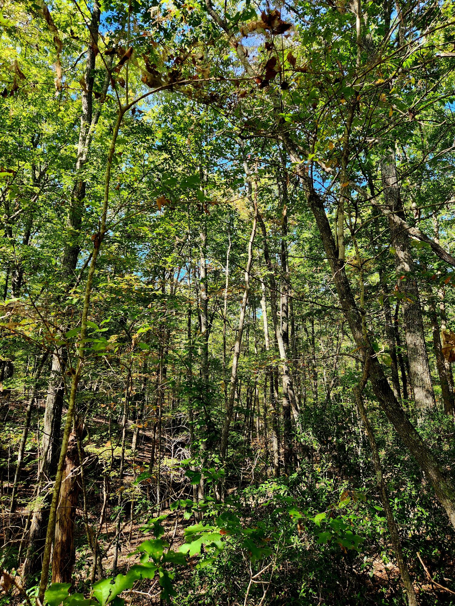 0 Ridge Wood Lane, Unit 431 Spencer, TN 38585 - Photo 17 of 22 20251005_111434