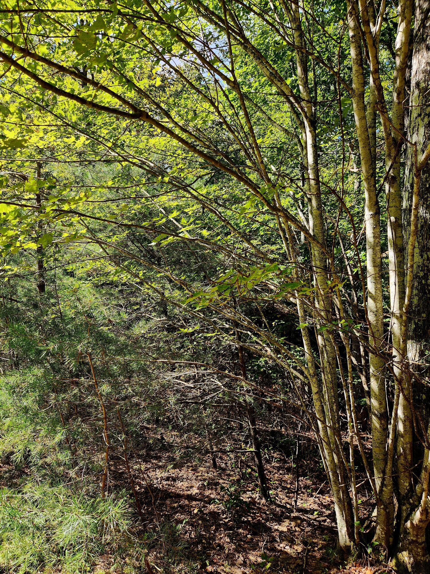 0 Ridge Wood Lane, Unit 431 Spencer, TN 38585 - Photo 18 of 22 20251005_111417