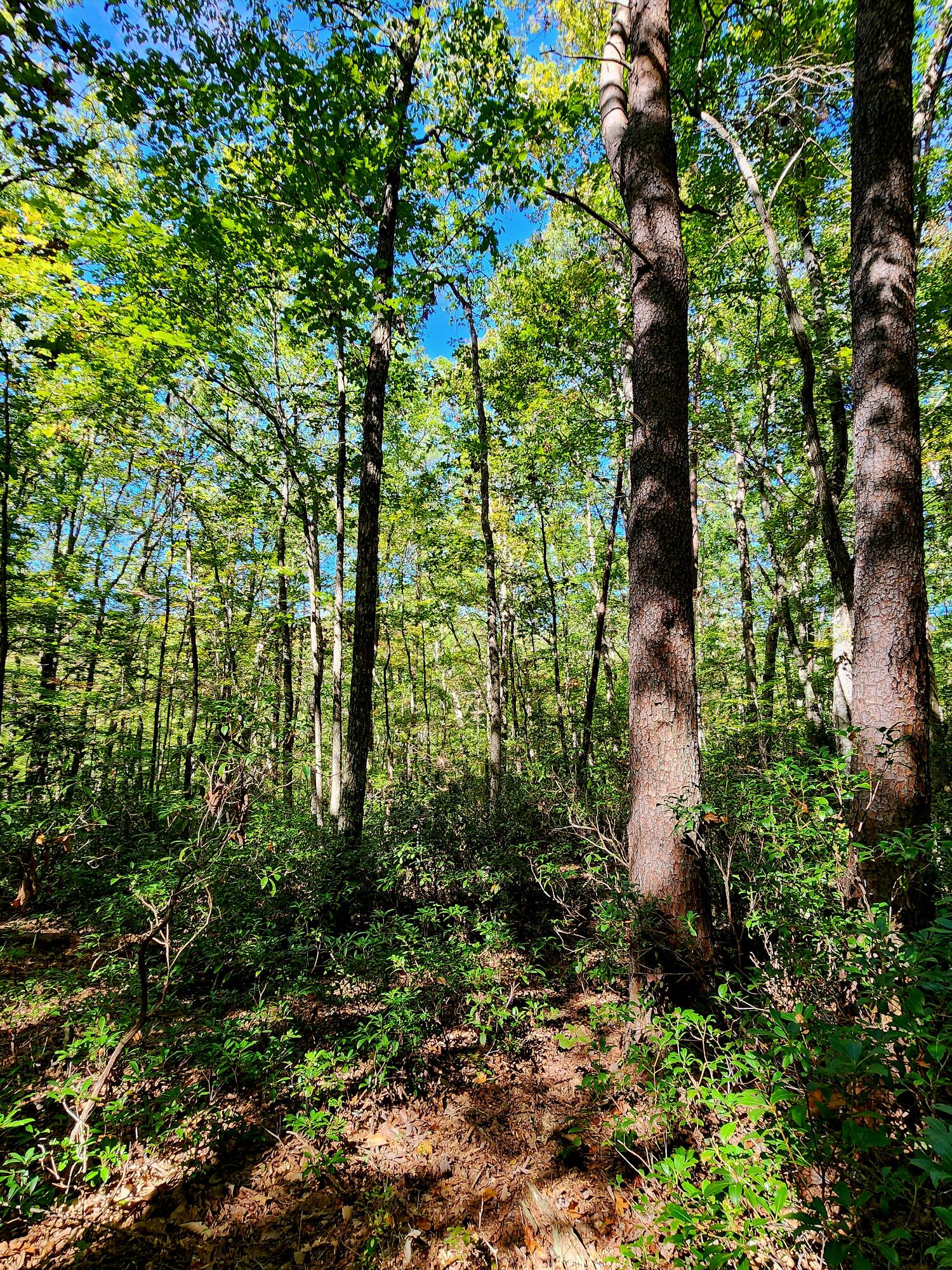 0 Ridge Wood Lane, Unit 431 Spencer, TN 38585 - Photo 10 of 22 20251005_112110