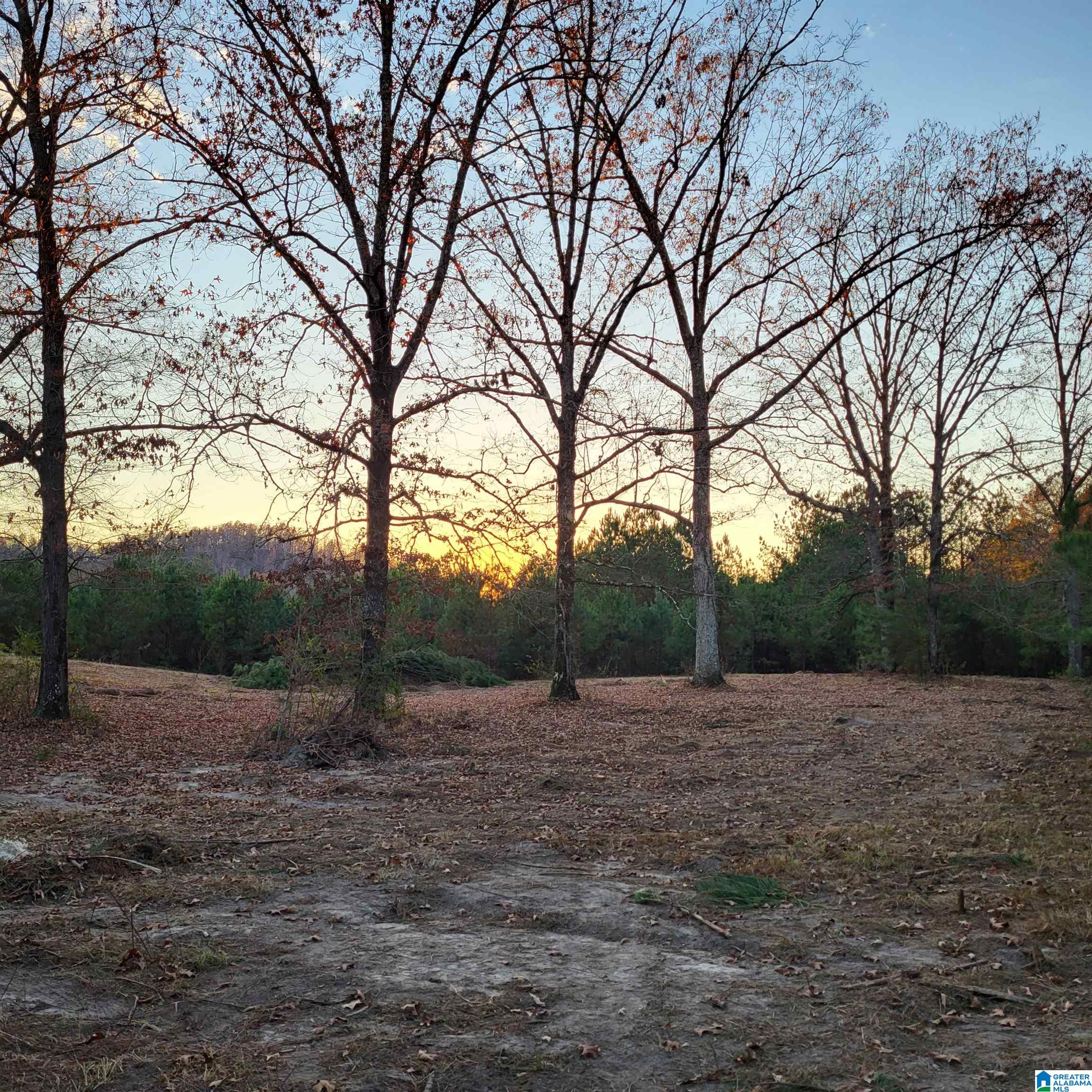 0 Nisbet Lake Road Jacksonville, AL 36265 - Photo 4 of 9