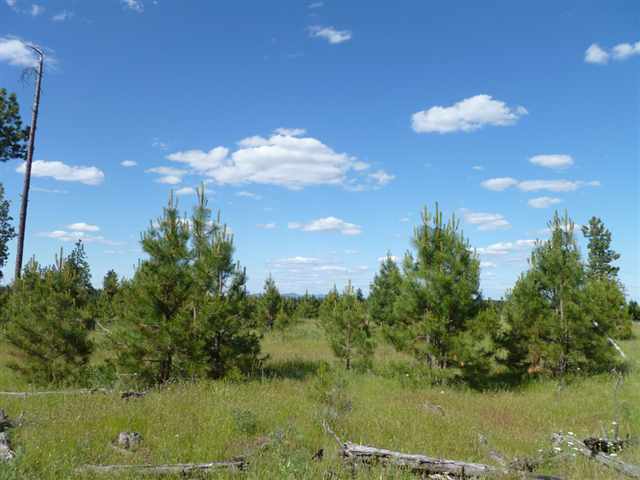 Tbd Tbd Bachelor Prairie Road Creston, WA 99117 - Photo 1 of 8 Gallery Image 1