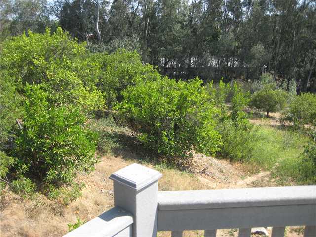 39537 Jones Road Fallbrook, CA 92028 - Photo 20 of 25 Grove & Open Area