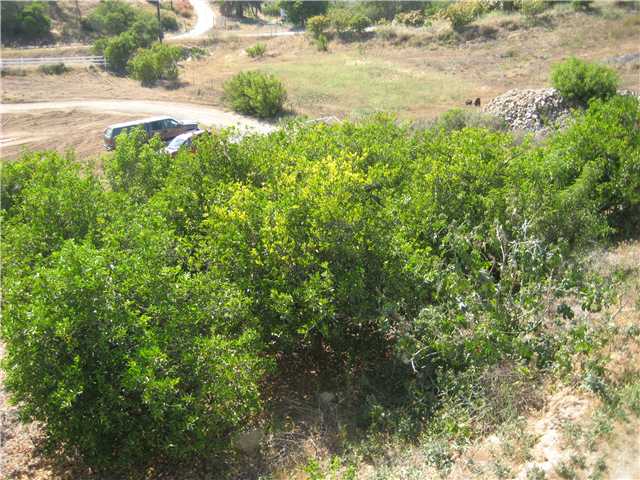 39537 Jones Road Fallbrook, CA 92028 - Photo 23 of 25 More Grove--Lot's Of Lime Trees