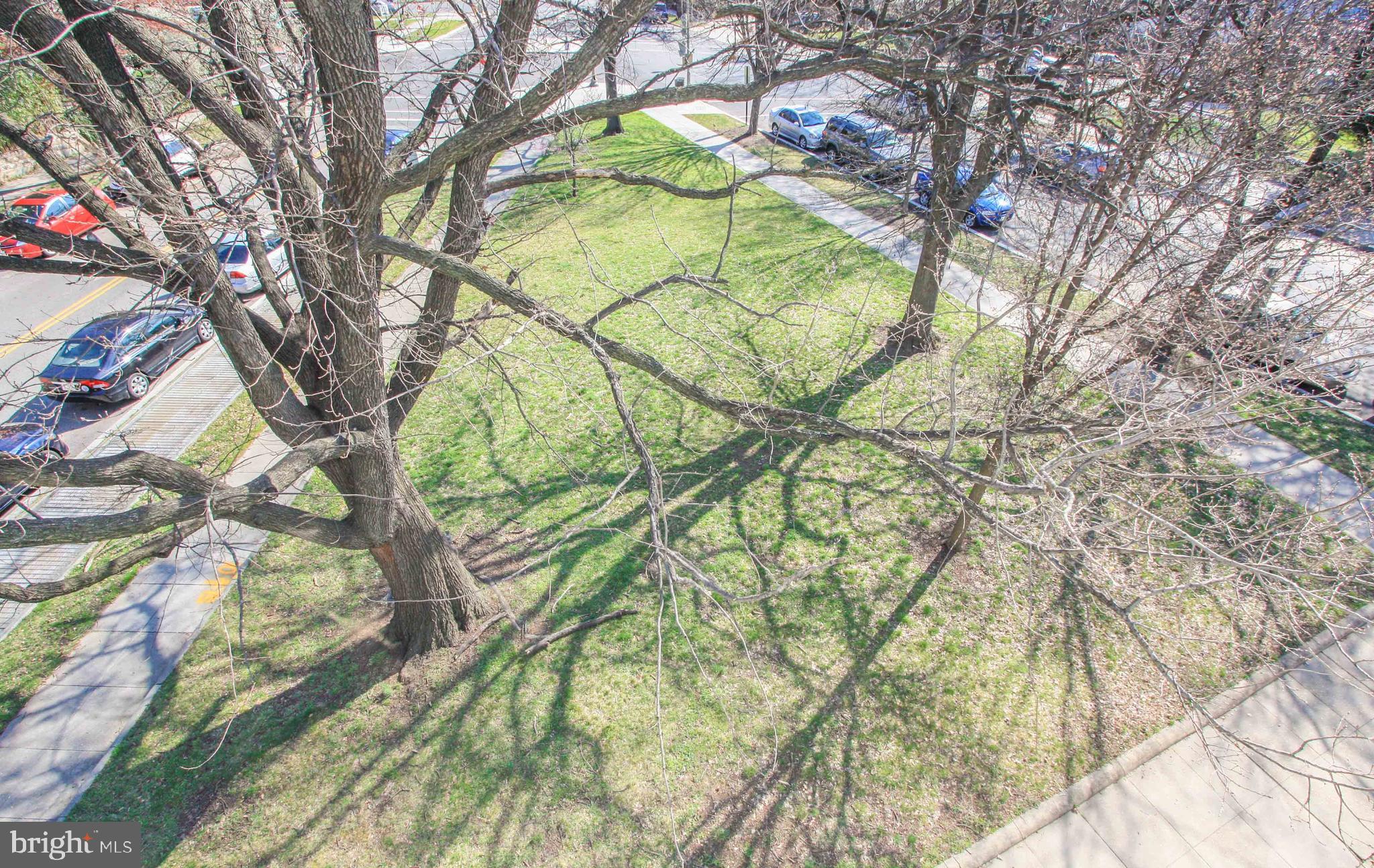 1434 Potomac Avenue Southeast, Unit 5 Washington, DC 20003 - Photo 31 of 38 a picture of tree