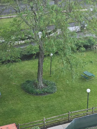 a view of a garden with a tree