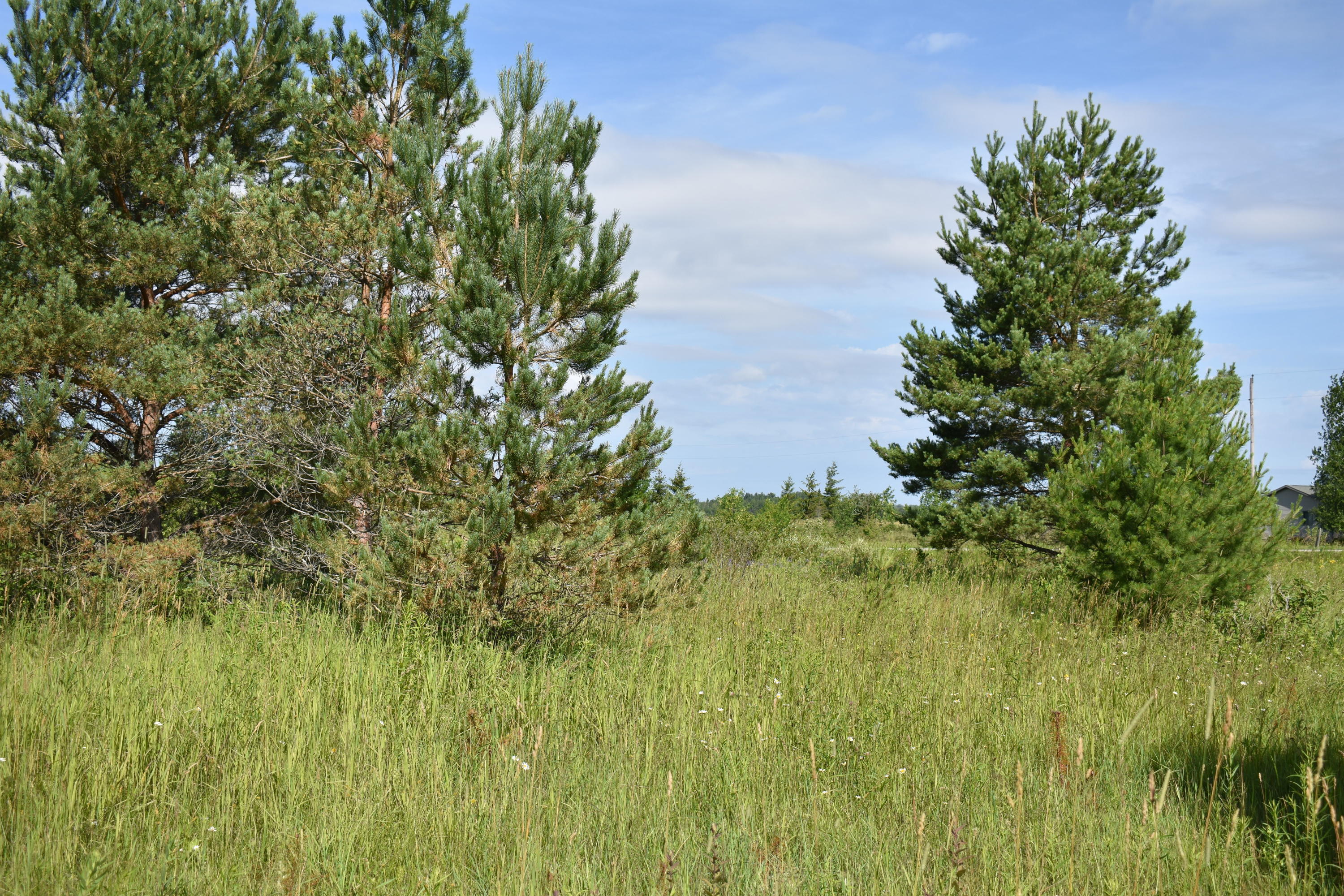 The Trail Road Cheboygan, MI 49721 - Photo 4 of 8 Gallery Image 4