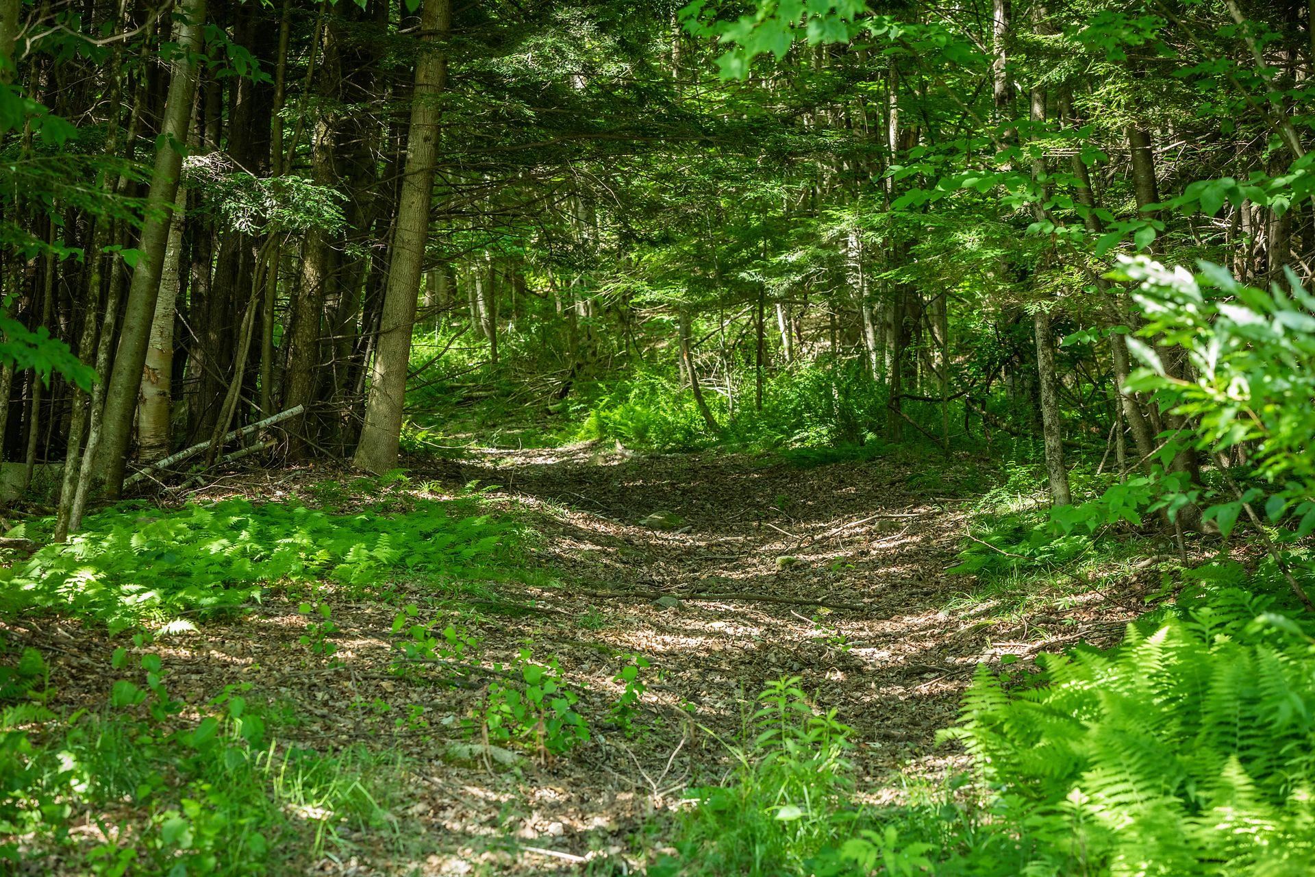 1726 Skitchewaug Trail Springfield, VT 05156 - Photo 54 of 58