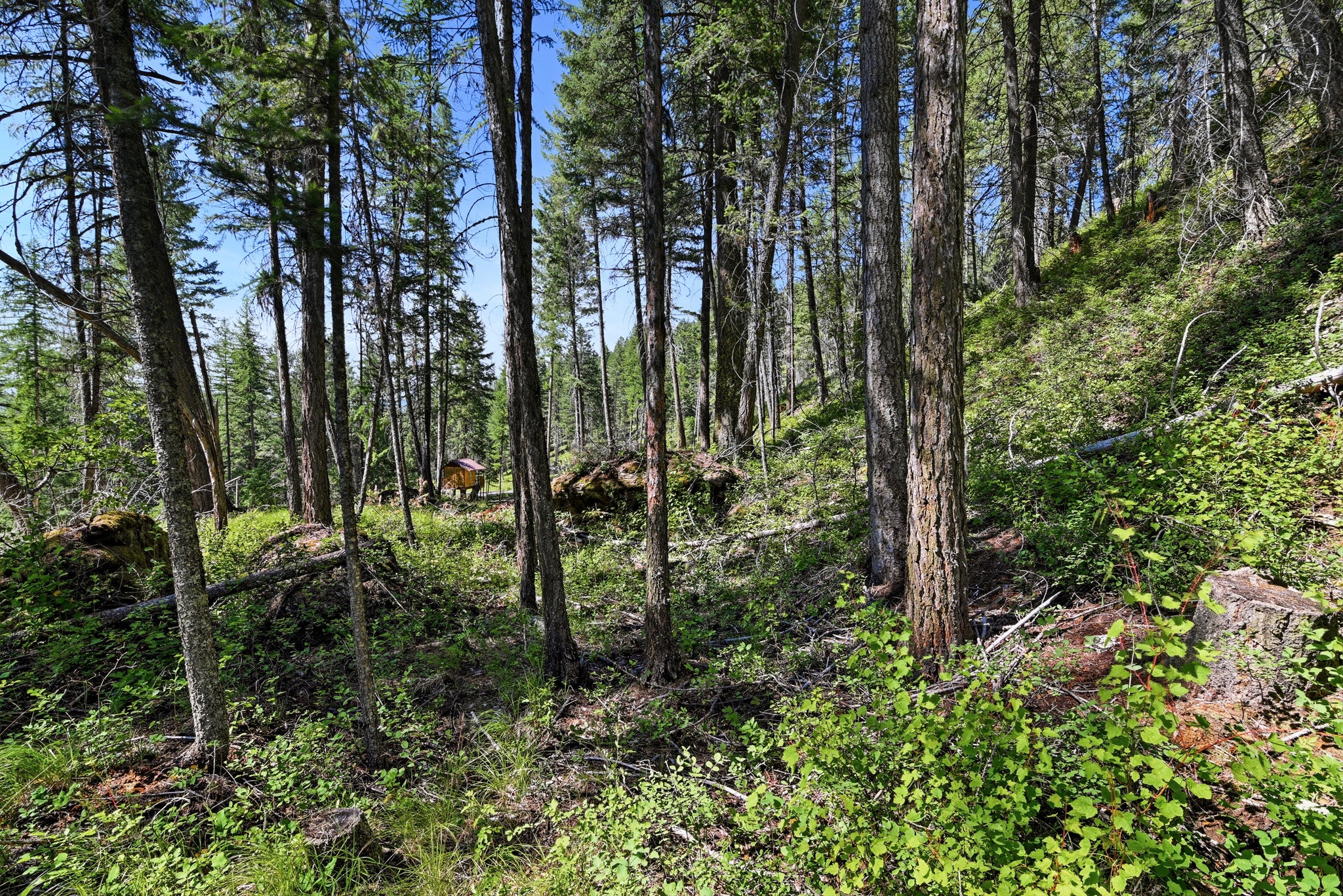 1082 Whitefish Ridge Road Whitefish, MT 59937 - Photo 13 of 26 Gallery Image 13