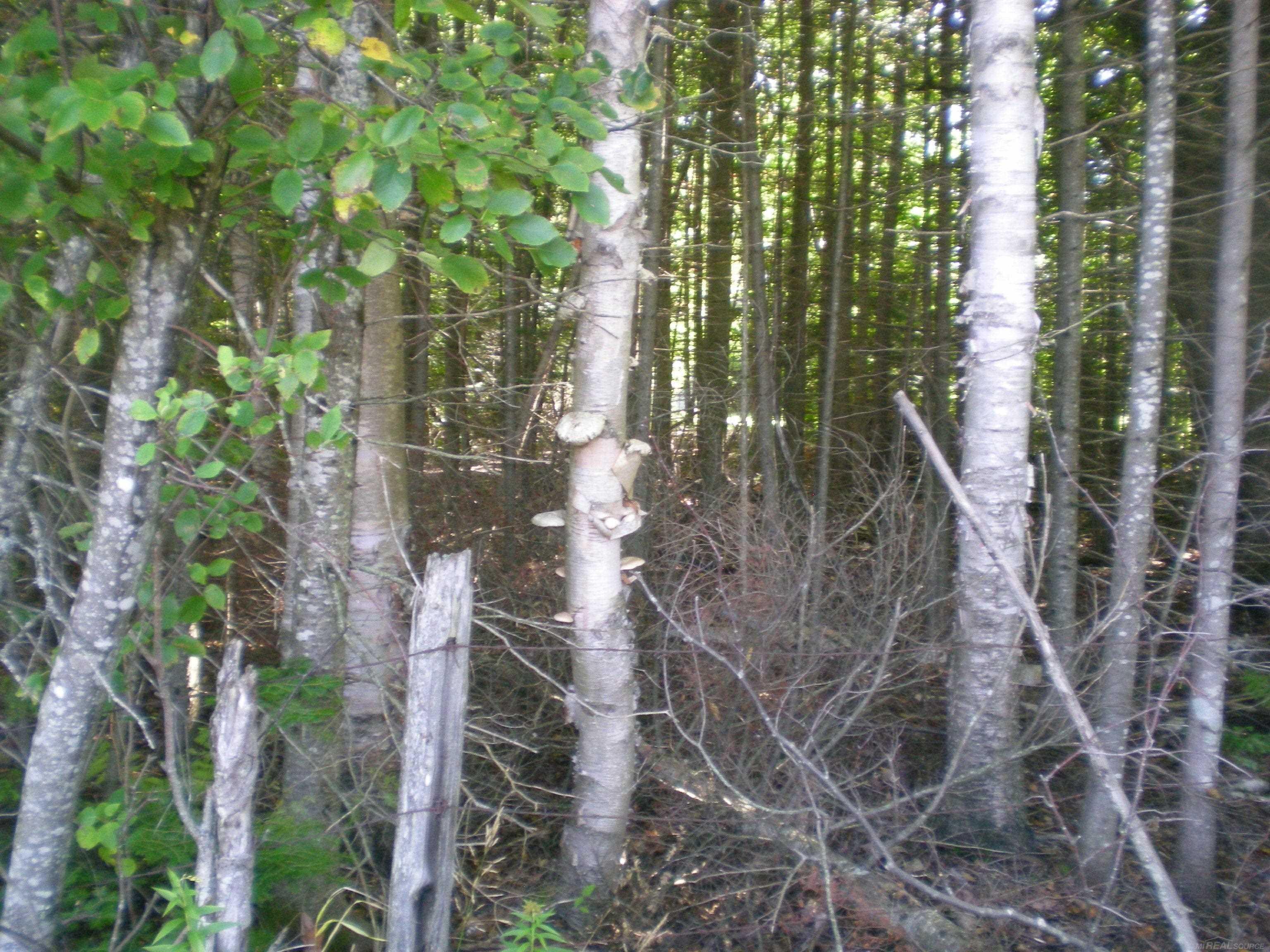 East Beedy Road Goetzville, MI 49736 - Photo 3 of 7