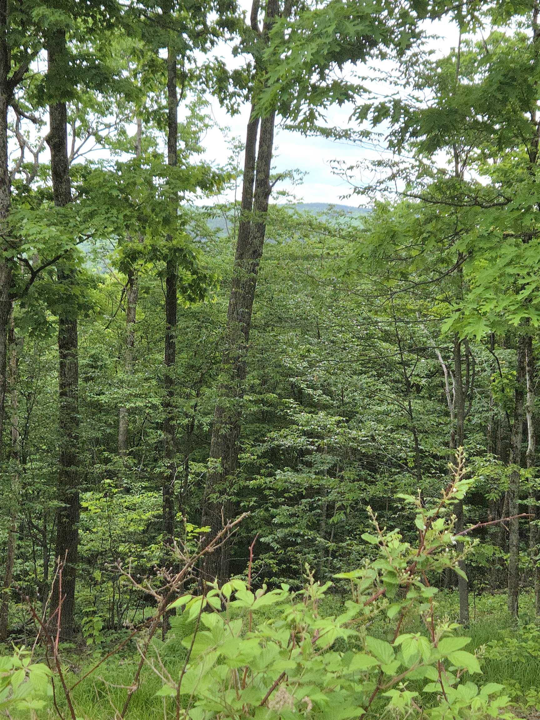 1046 Kings Highway Stoddard, NH 03464 - Photo 32 of 33