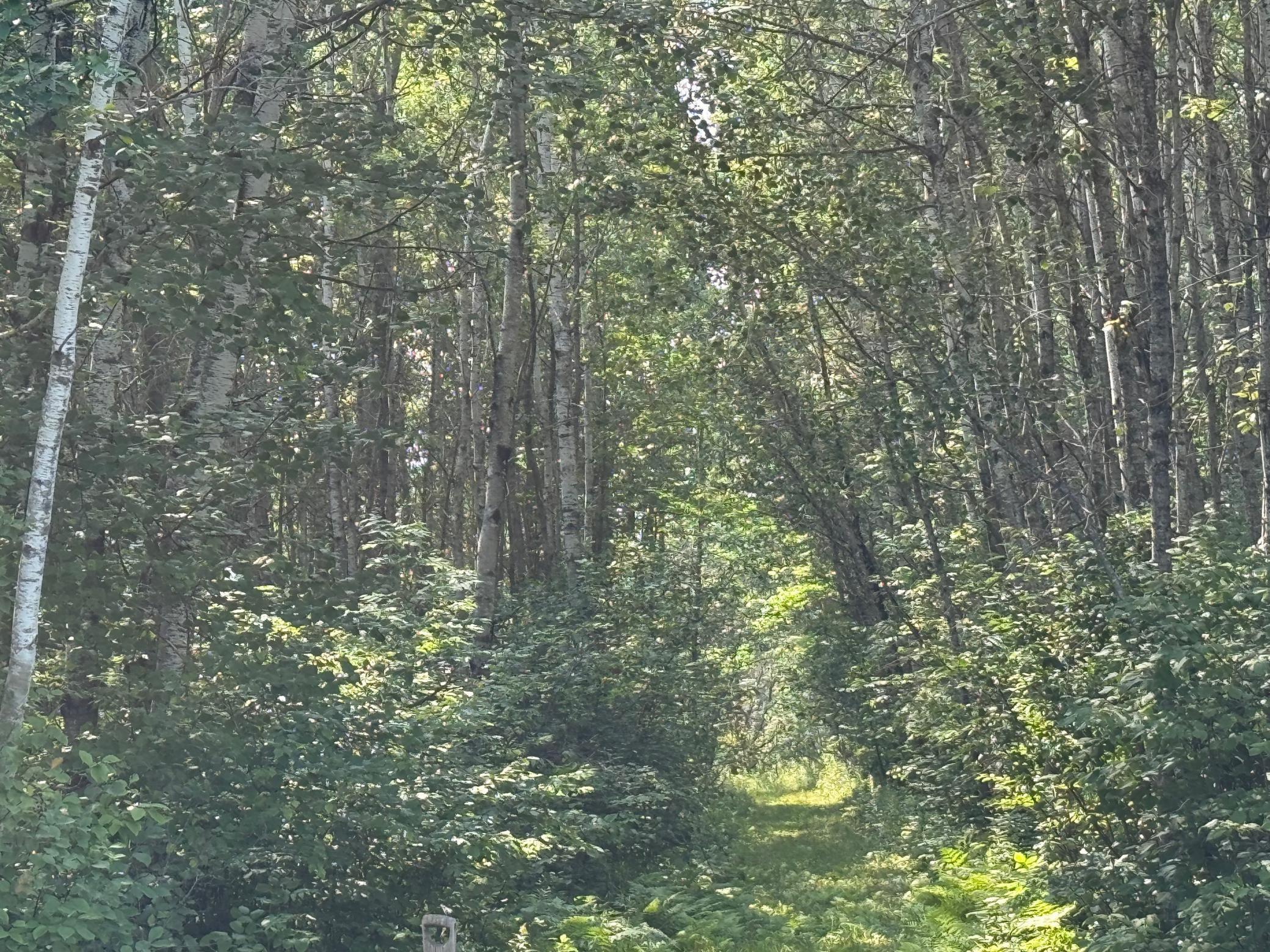 80-acres Willow Creek Road Northeast Kelliher, MN 56650 - Photo 11 of 11