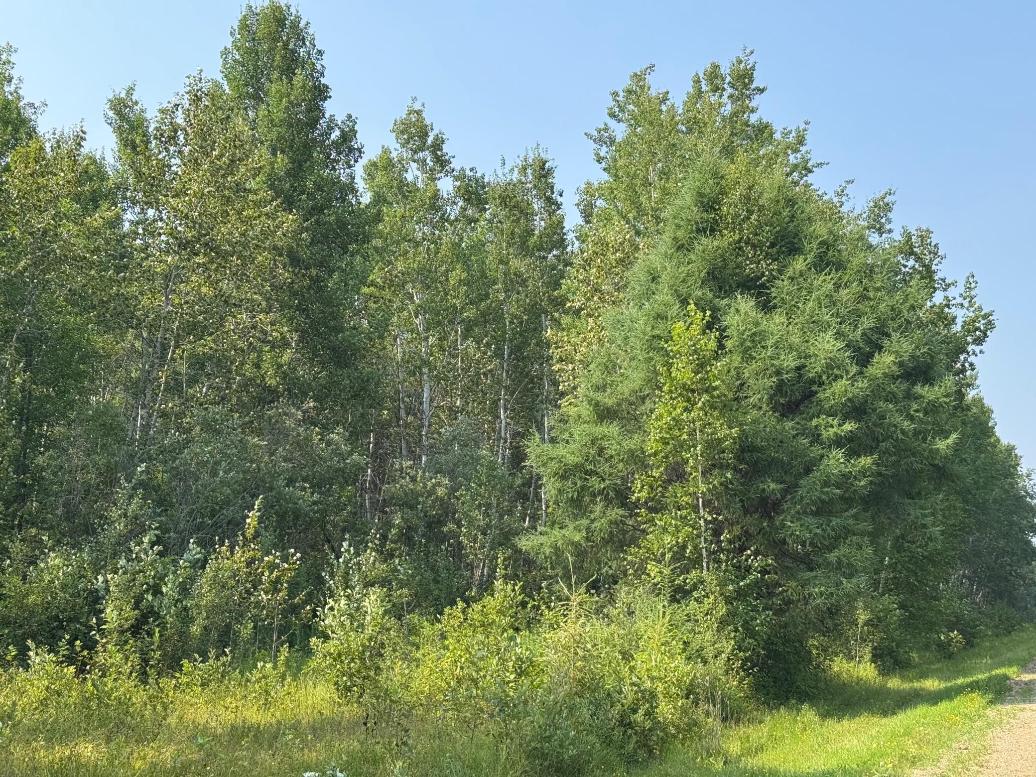 80-acres Willow Creek Road Northeast Kelliher, MN 56650 - Photo 6 of 11