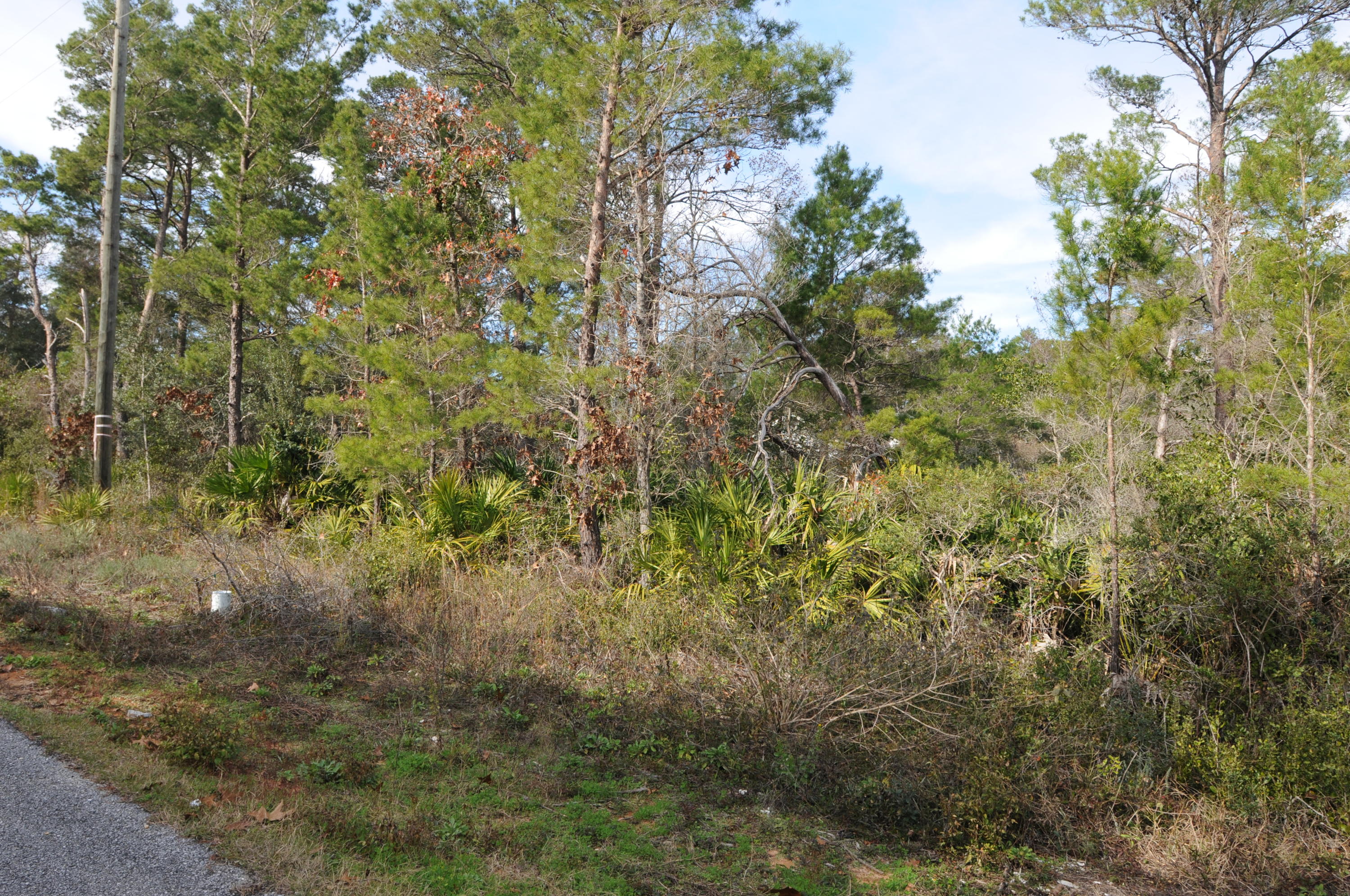 Tba Walnut Street Santa Rosa Beach, FL 32459 - Photo 7 of 7 a view of a forest with a tree