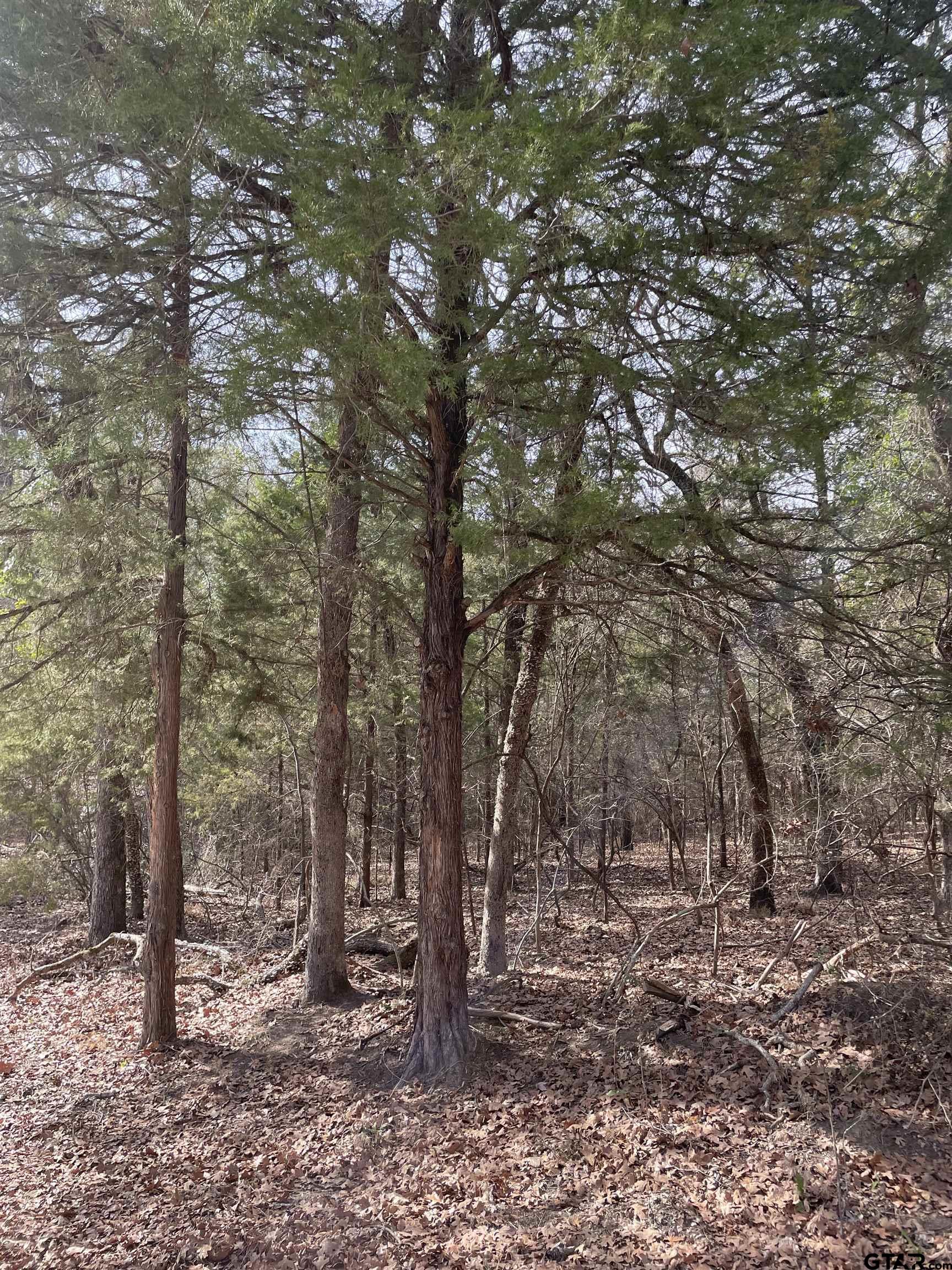 Tbd Wildwood Murchison, TX 75778 - Photo 4 of 4 a view of a forest filled with trees