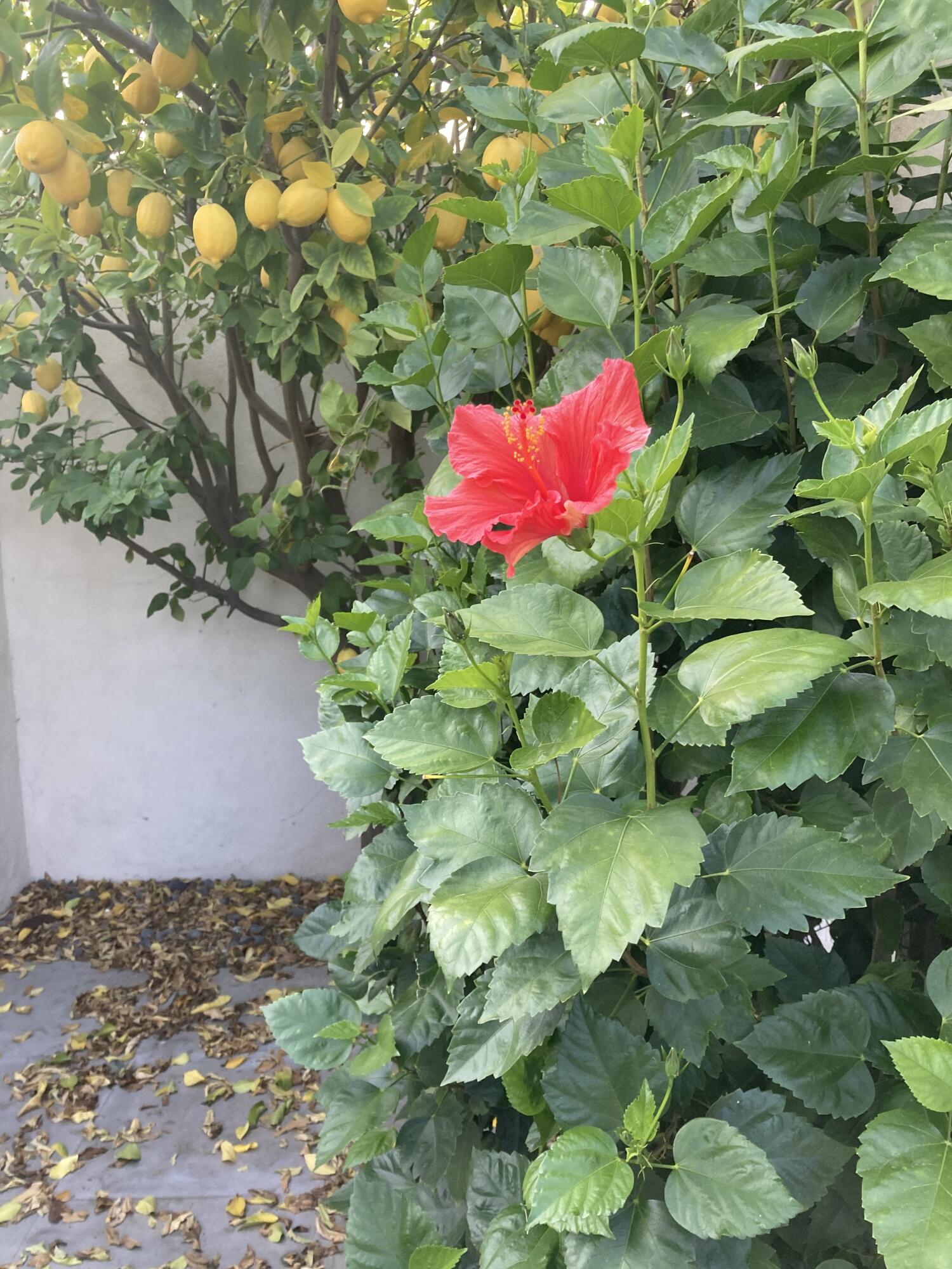 1810 Sandcliff Road Palm Springs, CA 92264 - Photo 42 of 43 IMG_1854