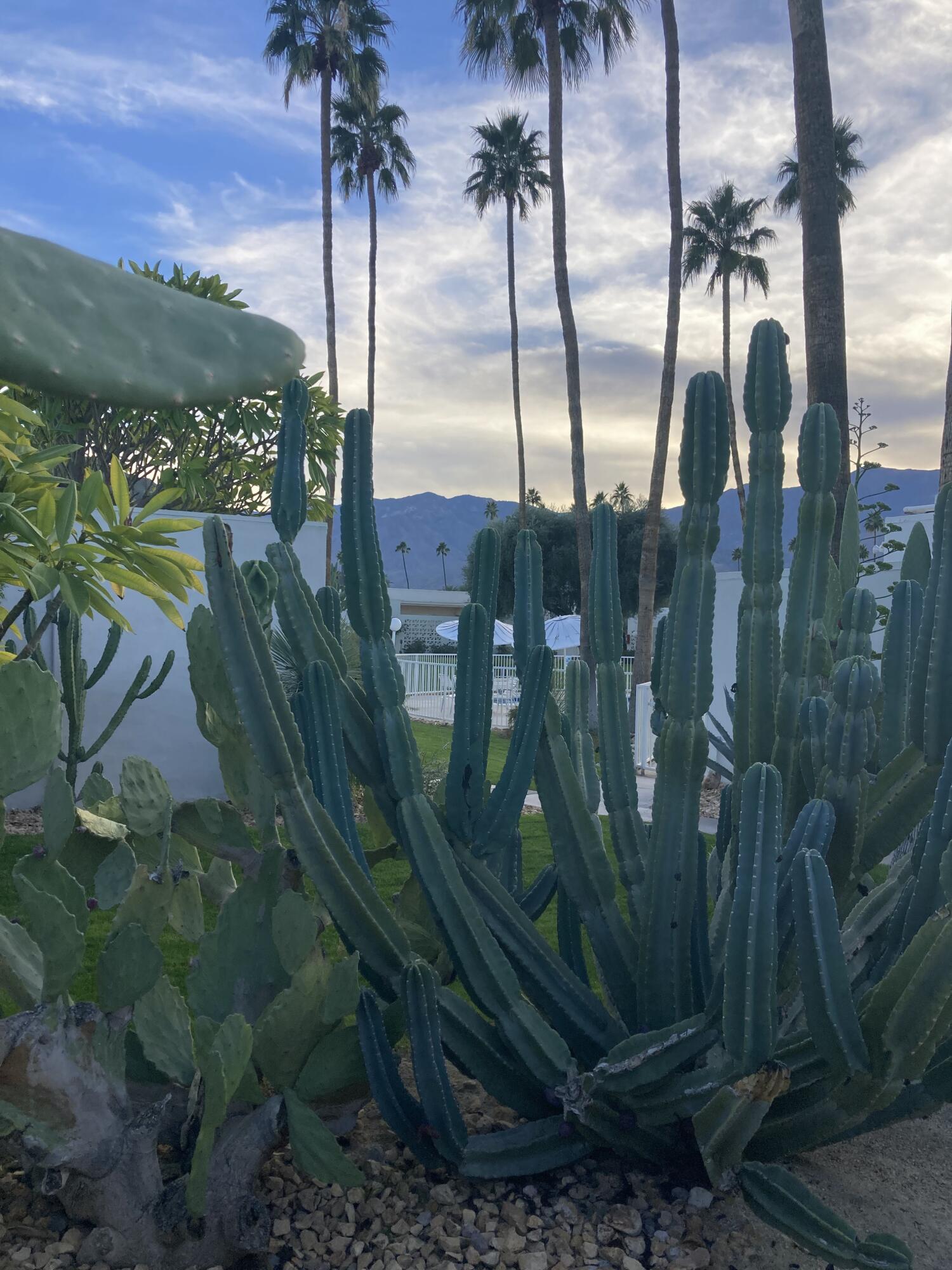 1810 Sandcliff Road Palm Springs, CA 92264 - Photo 43 of 43 IMG_1856