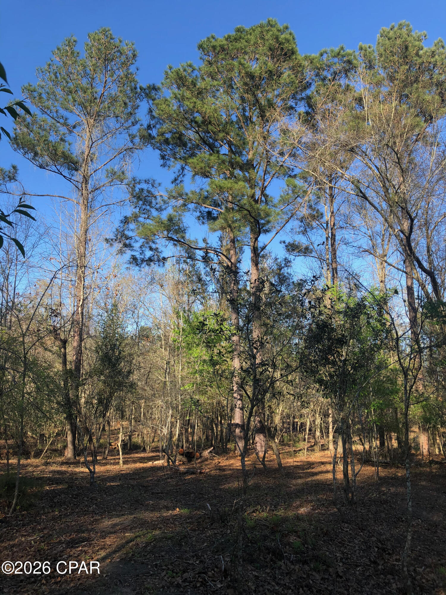 0 Little Zion Road Sneads, FL 32460 - Photo 7 of 13