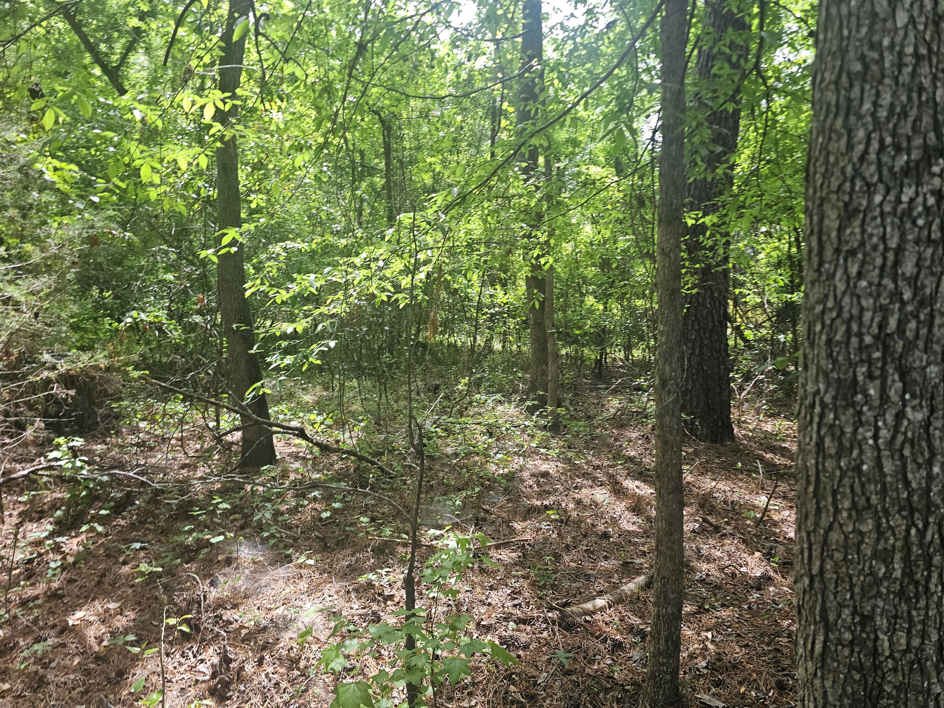 1262 Miles Road Harlem, GA 30814 - Photo 6 of 7 1000054663