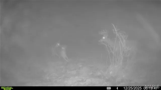 $1 | 0 Pike 49, Frankford, MO 63441