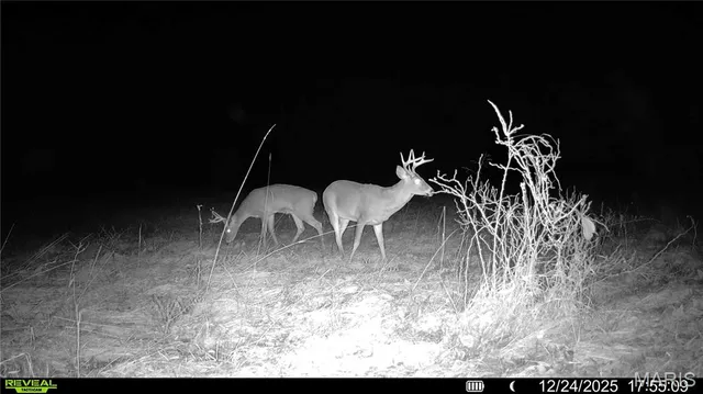 $1 | 0 Pike 49, Frankford, MO 63441