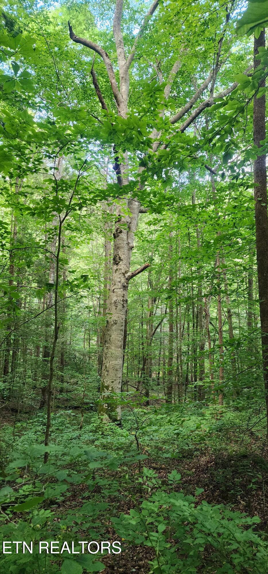 Lower Capuchin Road Winfield, TN 37892 - Photo 10 of 35 20250608_190335