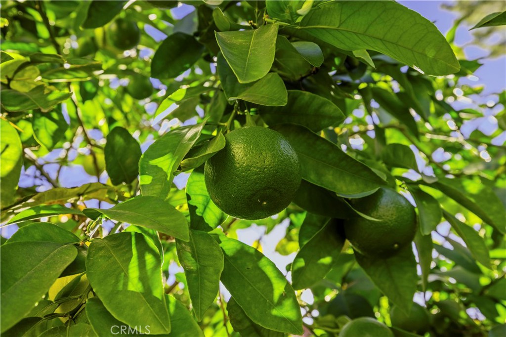 28235 Royal Road Castaic, CA 91384 - Photo 36 of 37 2 grapefruit trees