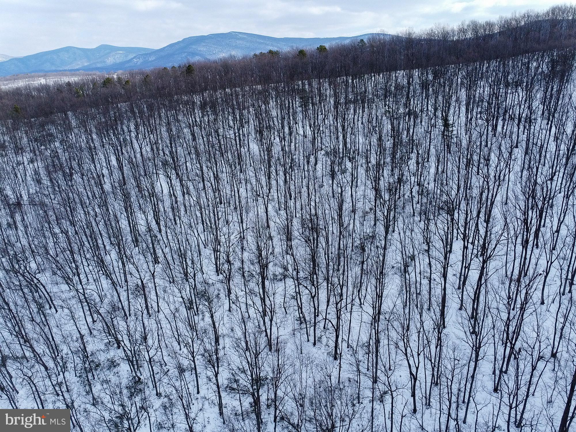 Cubbage Hollow Road Stanley, VA 22851 - Photo 2 of 23 a view of a forest