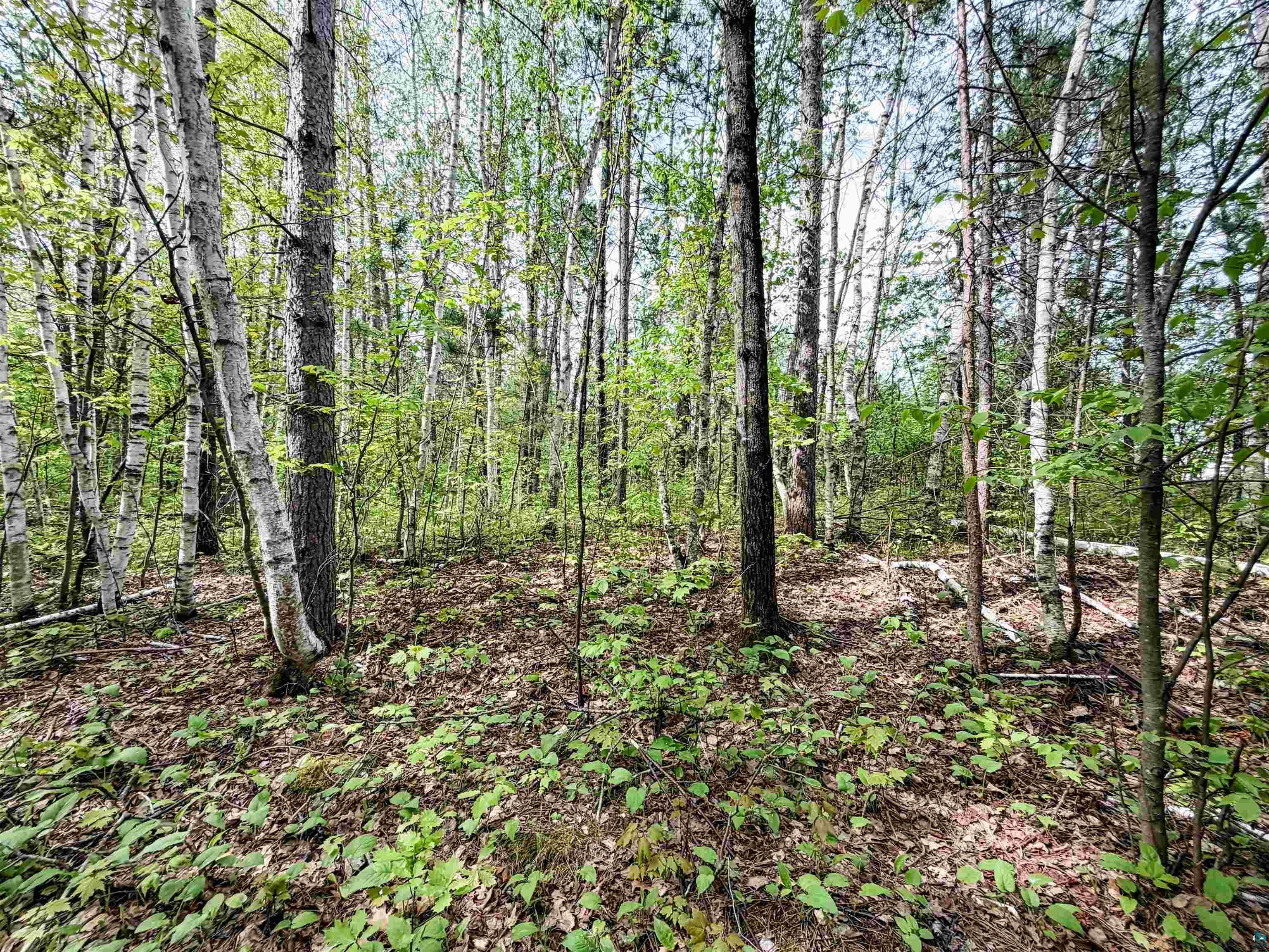 Lot 1 Peterson Road Minong, WI 54859 - Photo 9 of 9