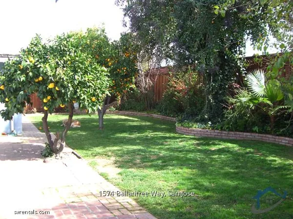 a view of a park with a tree
