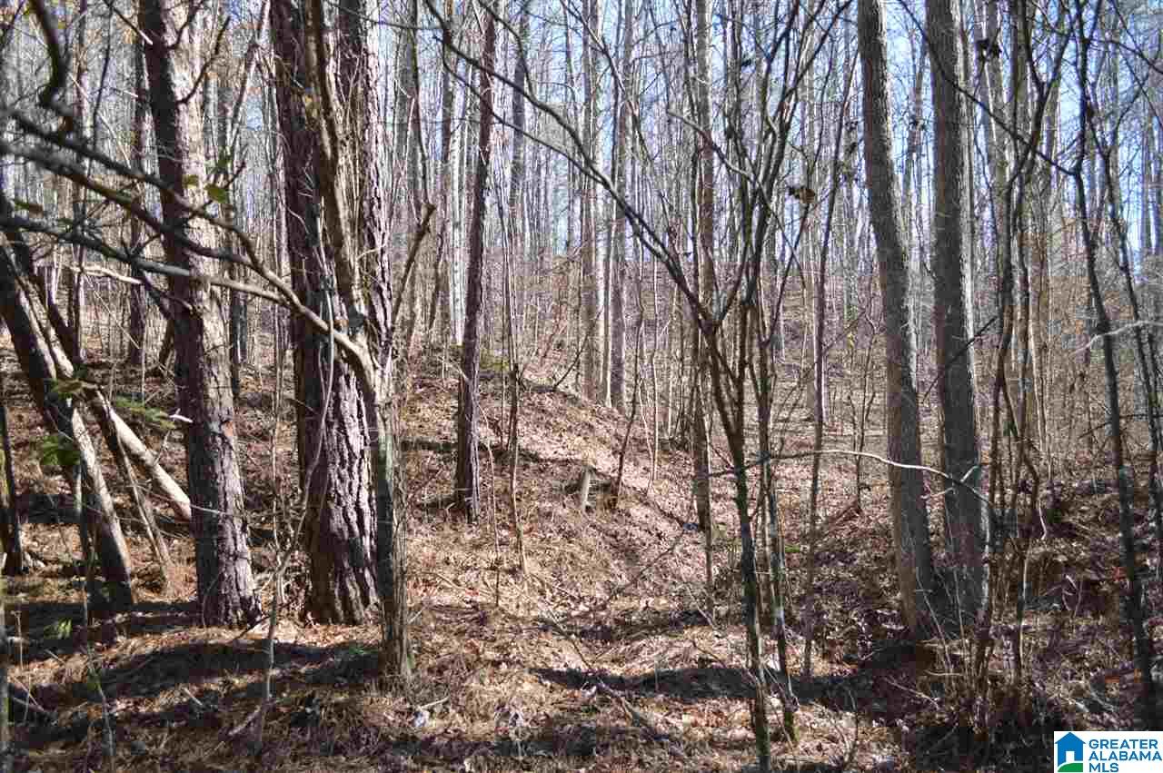 1900 Sanie Road Odenville, AL 35120 - Photo 40 of 48