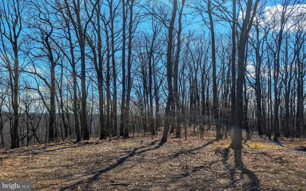 a view of large trees with of trees
