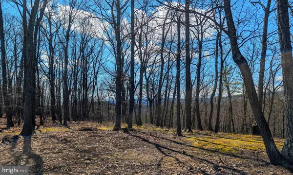a view of backyard with tree