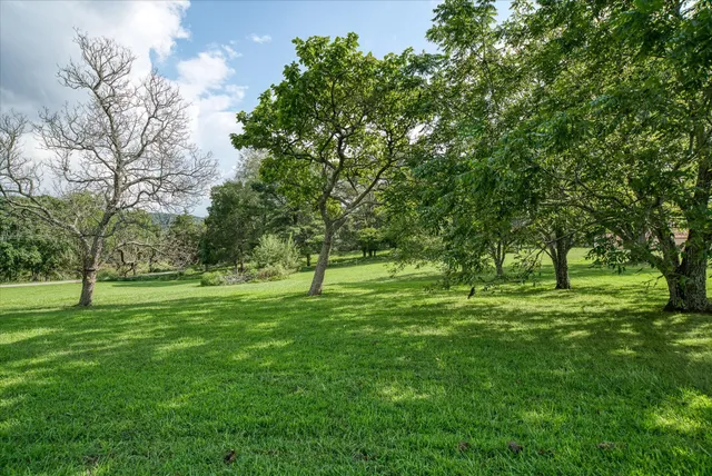 a view of a big yard with a tree
