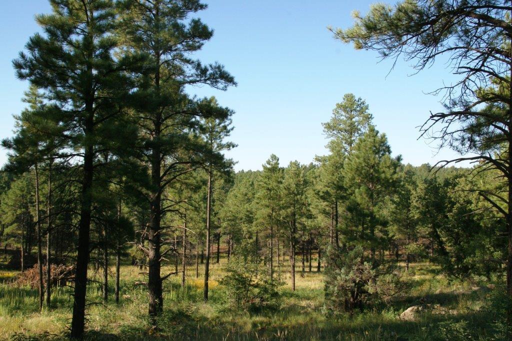 7337 Forest Service 122 Road Happy Jack, AZ 86024 - Photo 7 of 33
